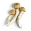 Penis Envy Mushrooms 5 grams