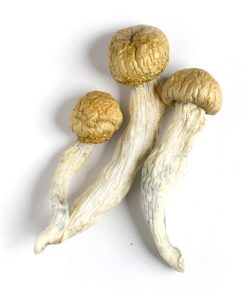 Penis Envy Mushrooms 5 grams