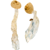 Tidal Wave Mushrooms 5 grams