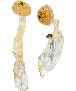Tidal Wave Mushrooms 5 grams