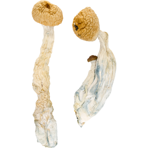 Tidal Wave Mushrooms 5 grams